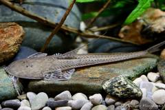 18588979_656631997860882_7377249374663739671_o