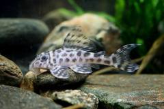 19025323_665105193680229_3474638139082693278_o