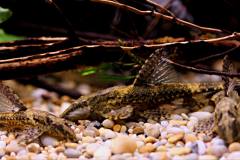 21273351_700716586785756_441793607697119058_o