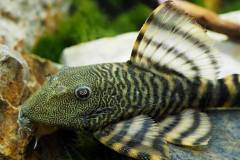 30629420_789492267908187_6295242546757723733_n