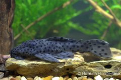 70251113_1105728792951198_2745082687441076224_o