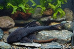 99152423_1312543568936385_2871068054056337408_o