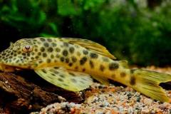 Ancistomus-feldbergae