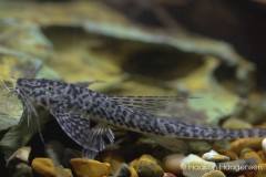 Apistoloricaria-ommation