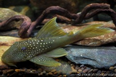 Baryancistrus-demantoides