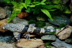 Fonchiiloricaria-nanodon