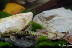 Hemiloricaria-lanceolata