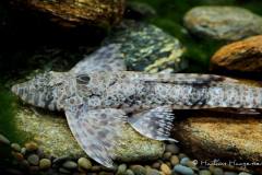 Hemiloricaria-melini