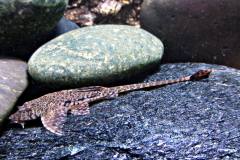 Hemiloricaria-melini2