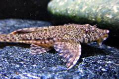 Hemiloricaria-melini3