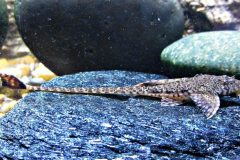 Hemlioricaria-melini