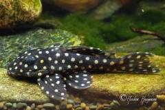 Hypancistrus-contradens