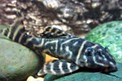 Hypancistrus-debilittera-L129