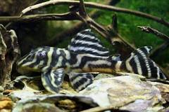 Hypancistrus-furunculus-L199