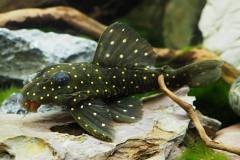 Hypancistrus-lunaorum-L339