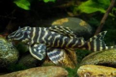 Hypancistrus-sp-L316