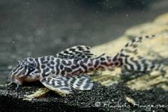 Hypancistrus-sp-L400-