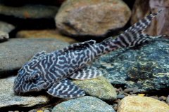 Hypancistrus-sp-L400