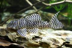 Hypancistrus-sp-L401