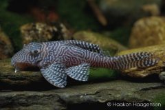Hypancistrus-sp-L411
