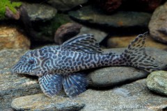 Hypancistrus-sp.-L400