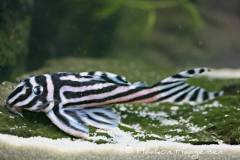 Hypancistrus-zebra-L46