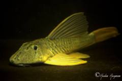 Hypostomus-luteus