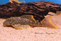 L106-Guyanancistrus-guahiborum