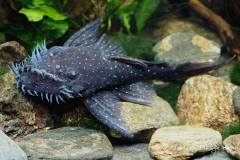 L107-Ancistrus-sp