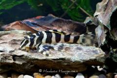 L134-Peckoltia-compta