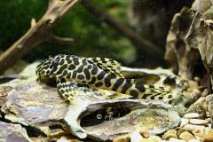 L134-Peckoltia-compta2