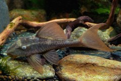 L137-Hypostomus-soniae