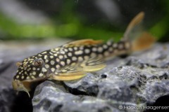 L14-Scobinancistrus-aureatus