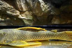 L14-Scobinancistrus-aureatus2