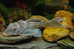 L141-Ancistomus-snethlageae