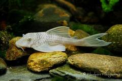 L141-Ancistomus-snethlageae2