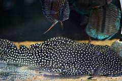 L142-Baryancistrus-sp