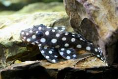 L142-Baryancistrus-sp2