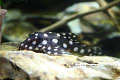 L142-Baryancistrus-sp3