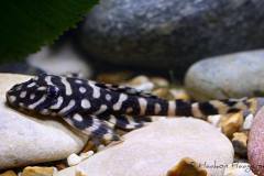 L168-Dekeyseria-brachyura