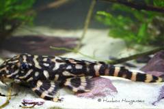 L168-Zonancistrus-sp