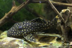 L18-Baryancistrus-xanthellus