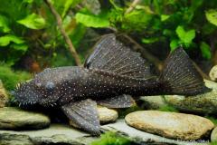 L182-Ancistrus-sp