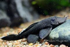 L183-Ancistrus-dolichopterus