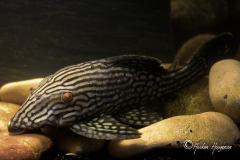 L190-Panaque-nigrolineatus