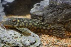 L20-Oligancistrus-zuanoni