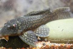 L20-Oligancistrus-zuanoni2