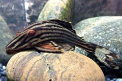 L20-Oligancistrus-zuanoni3