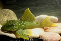 L200-Hemiancistrus-subviridis