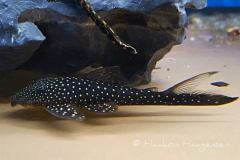 L228-Lasiancistrus-sp